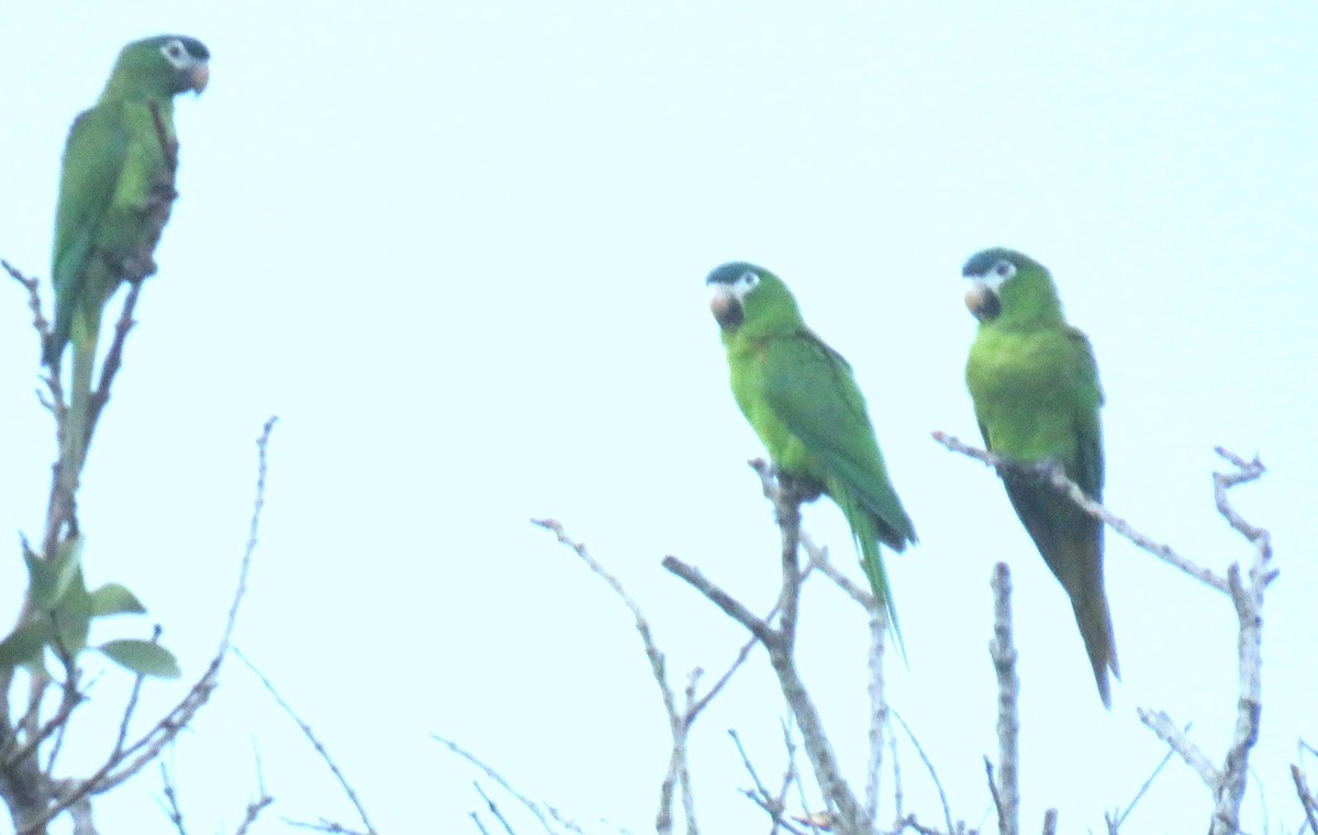 コミドリコンゴウインコ（cumanensis／longipennis） - ML634526885