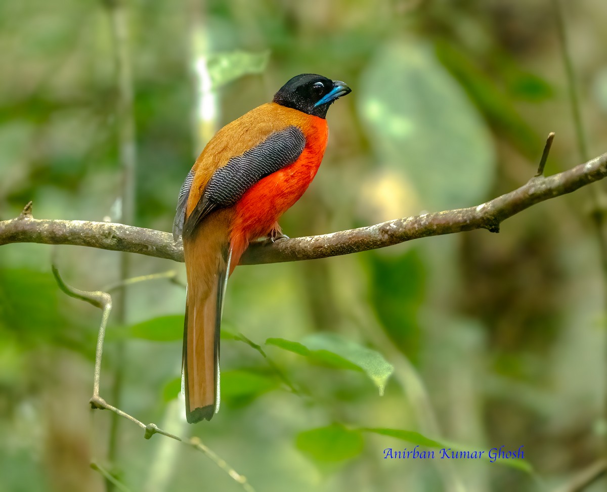Cinnamon-rumped Trogon - ML634527011