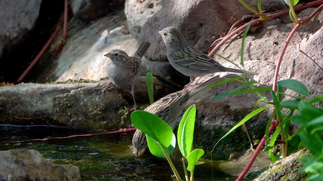 Brewer's Sparrow - ML634527057