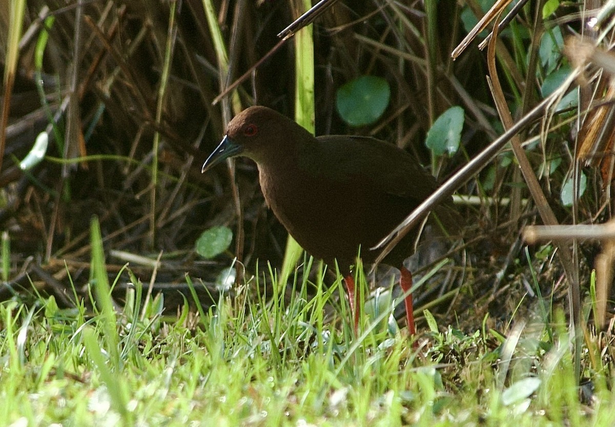 Ruddy-breasted Crake - ML634527227