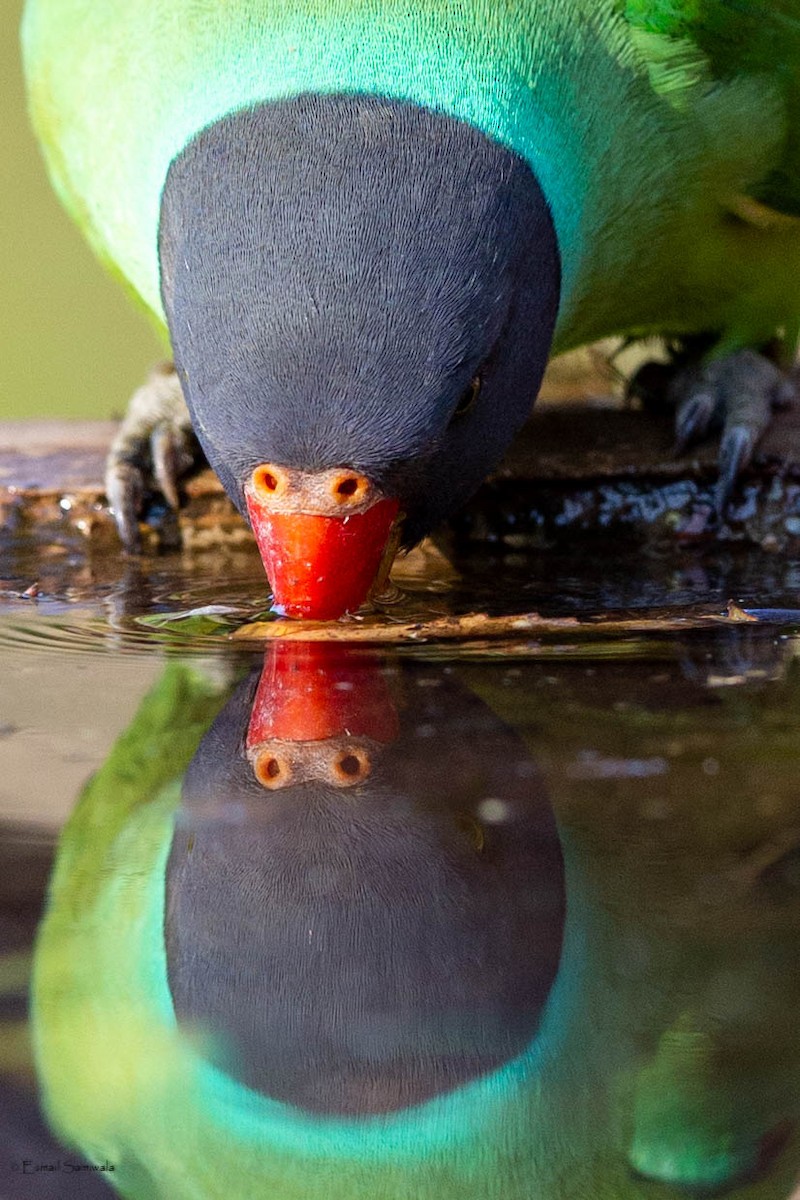 Slaty-headed Parakeet - ML634527284