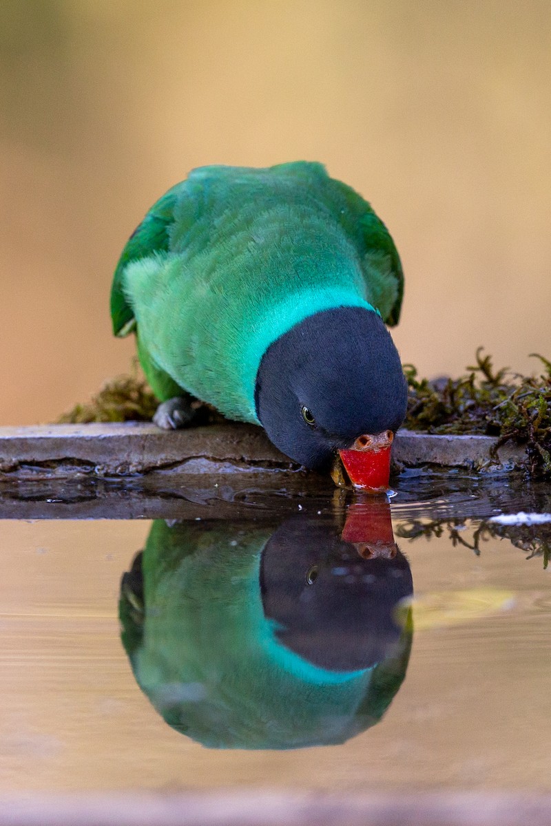 Slaty-headed Parakeet - ML634527286