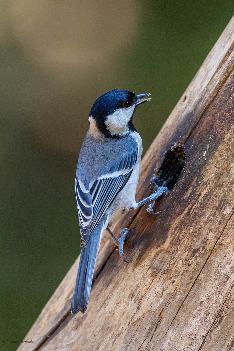 Asian Tit (Cinereous) - ML634527342