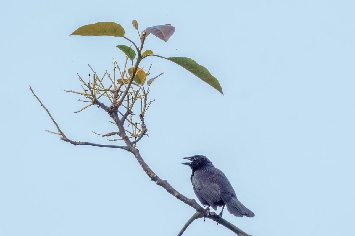 Scrub Blackbird - ML634527400