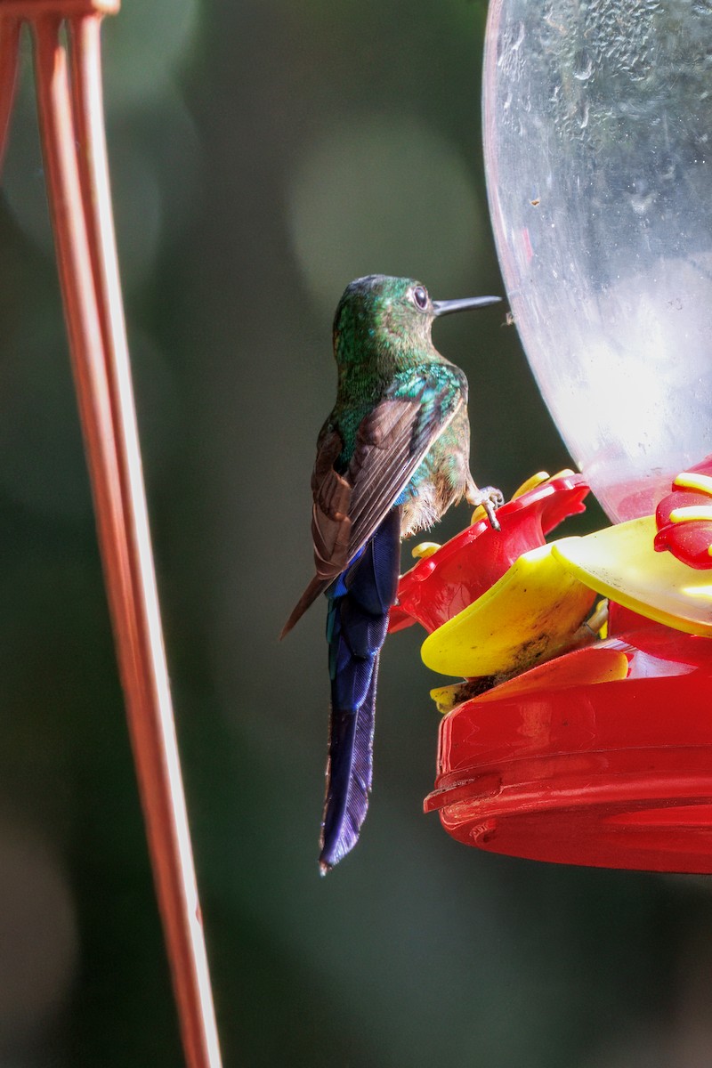 Violet-tailed Sylph - ML634527421