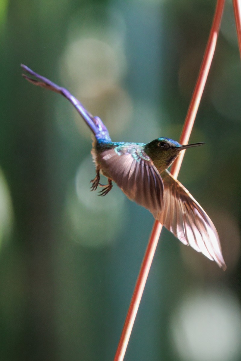 Violet-tailed Sylph - ML634527423