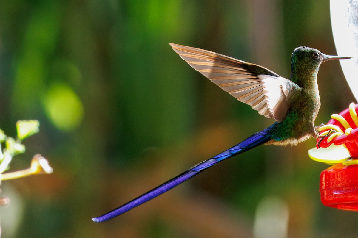 Violet-tailed Sylph - ML634527425