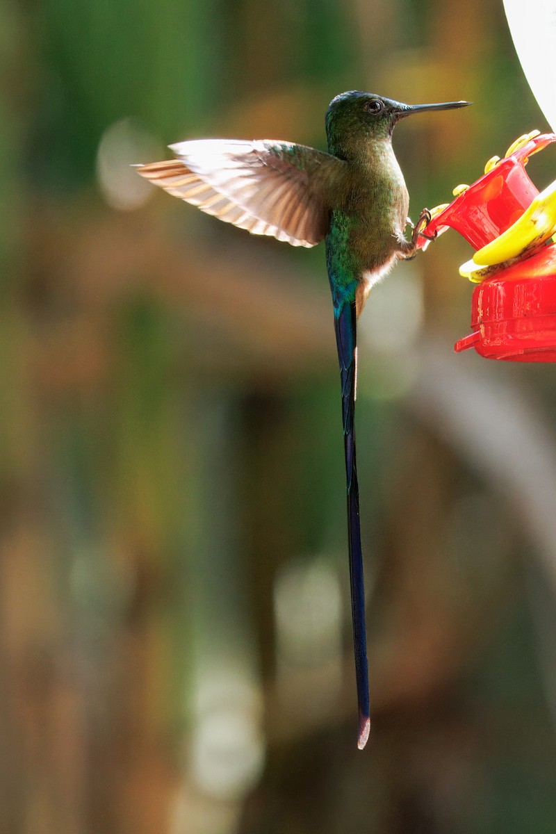 Violet-tailed Sylph - ML634527426
