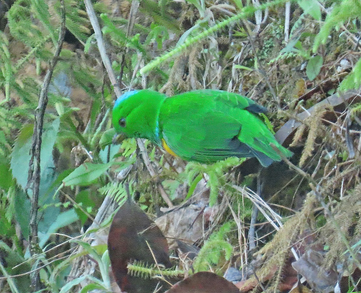 Blue-crowned Chlorophonia - ML634527454