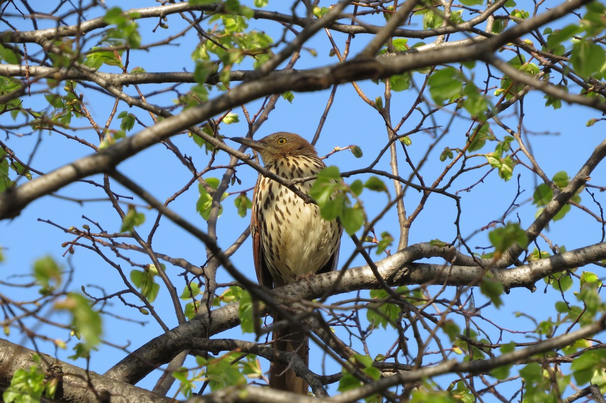 Brown Thrasher - ML634527538