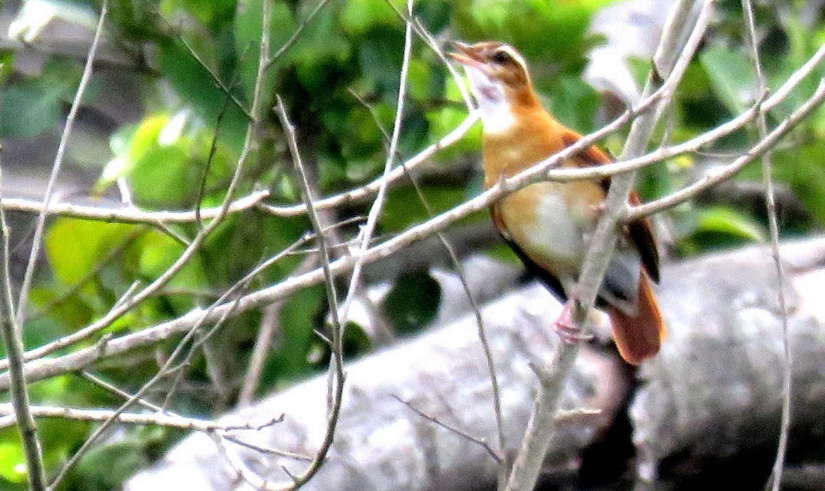 Pale-legged Hornero - ML634527544