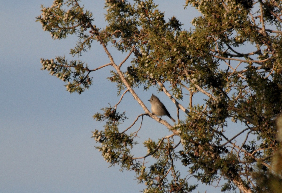 Juniper Titmouse - ML63452761