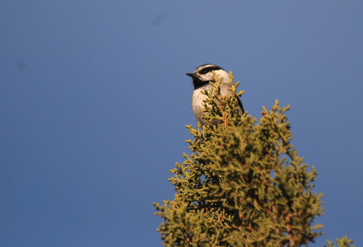 Mountain Chickadee - ML63452781