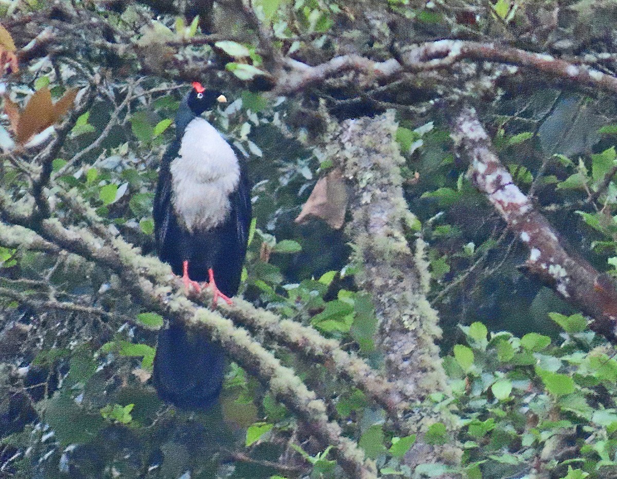 Horned Guan - ML634528061