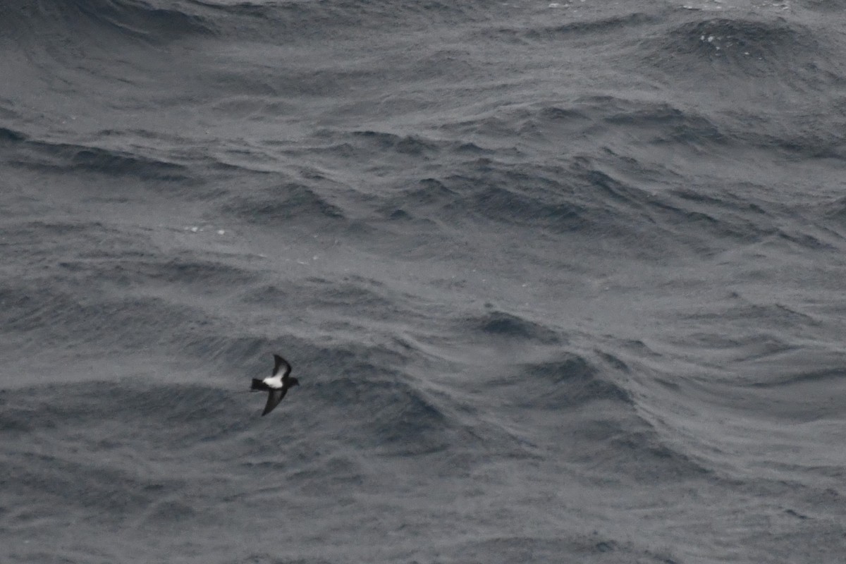 Black-bellied Storm-Petrel - ML634528074