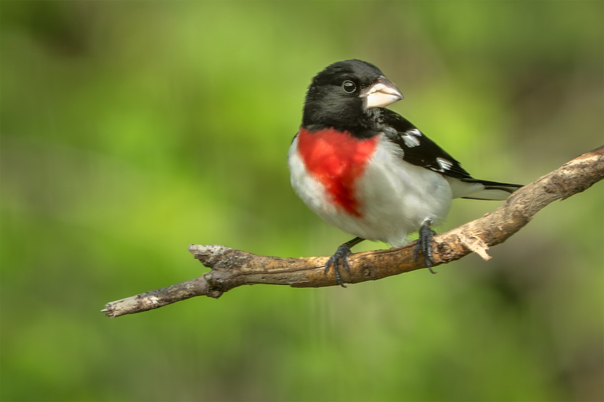 Rose-breasted Grosbeak - ML634528127