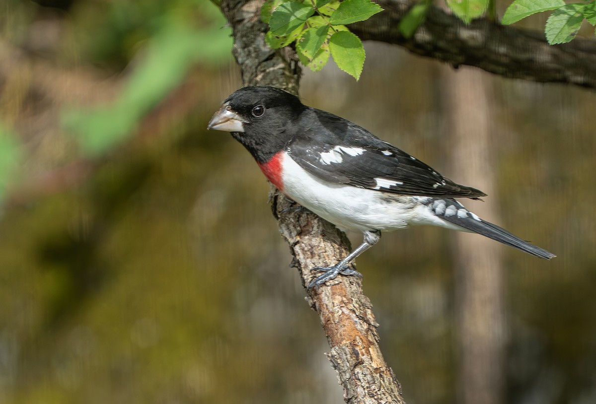 Rose-breasted Grosbeak - ML634528128