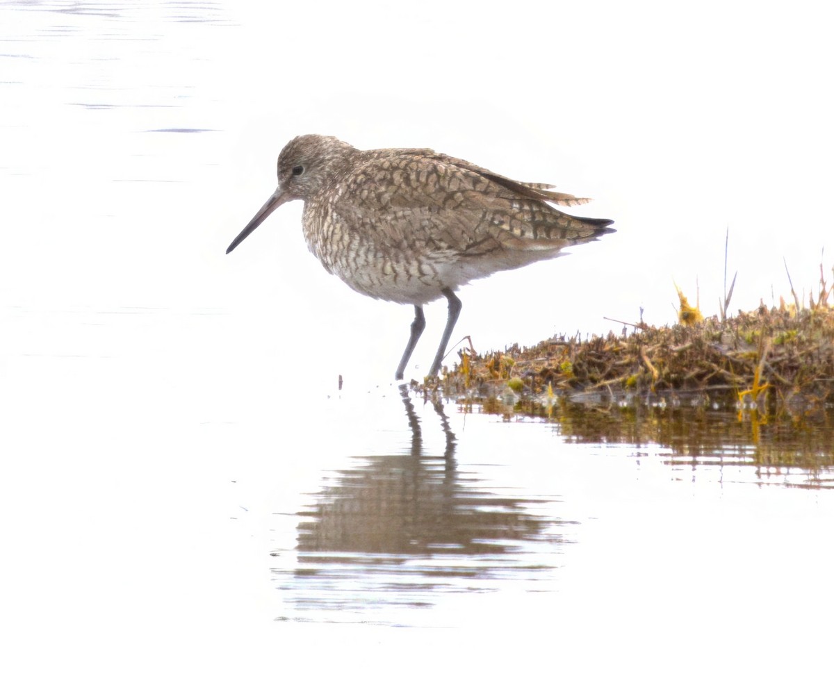 Willet (Eastern) - ML634528131