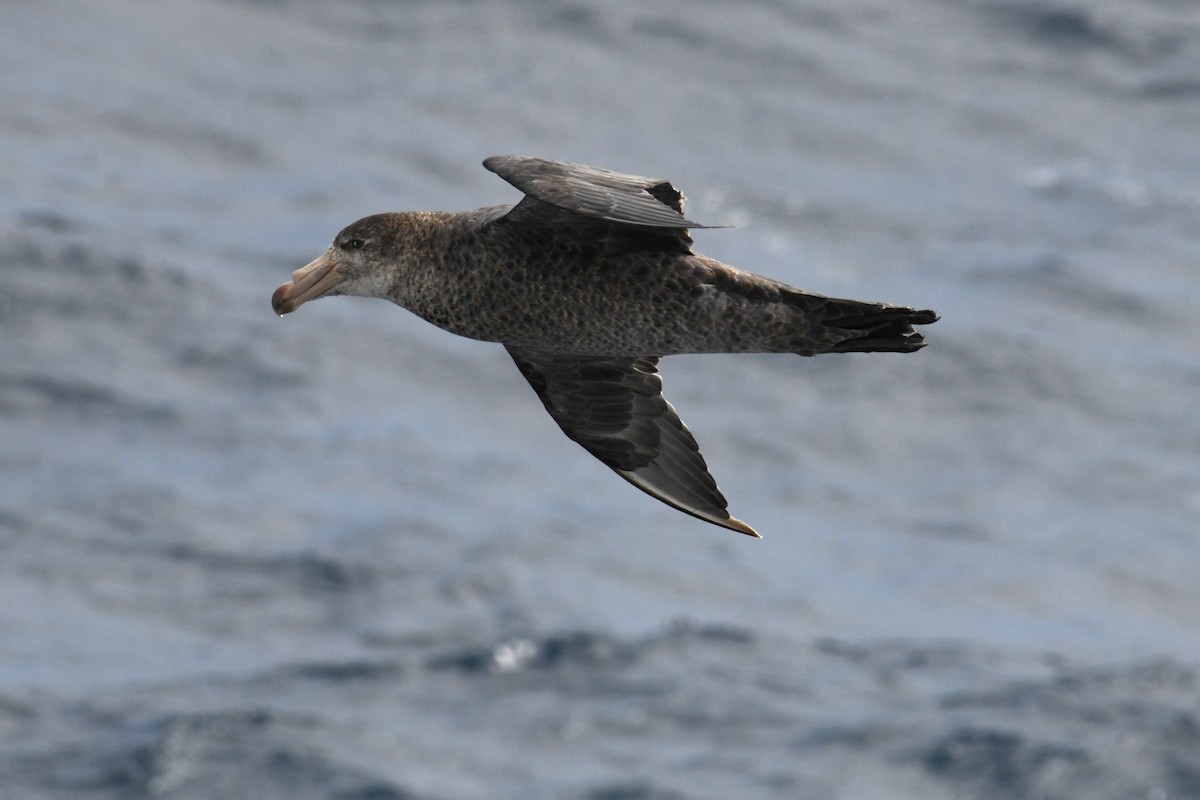 Northern Giant-Petrel - ML634528155