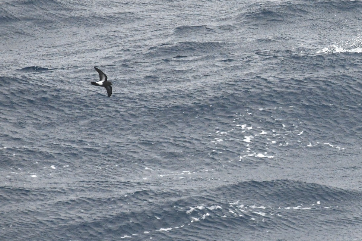 Black-bellied Storm-Petrel - ML634528199