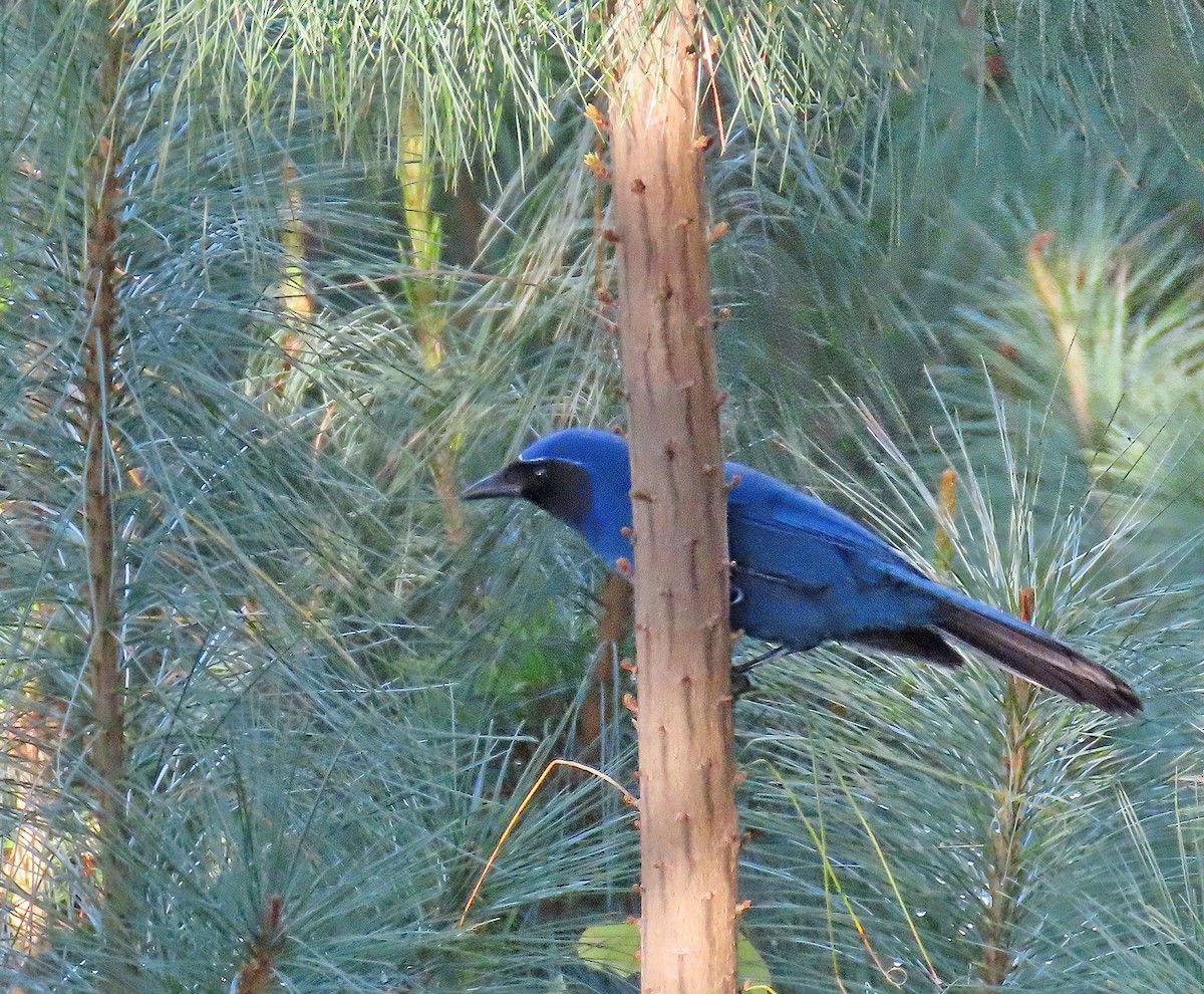 mayaskrike - ML634528391