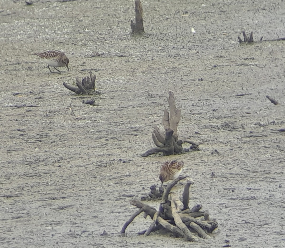 Least Sandpiper - ML634528529