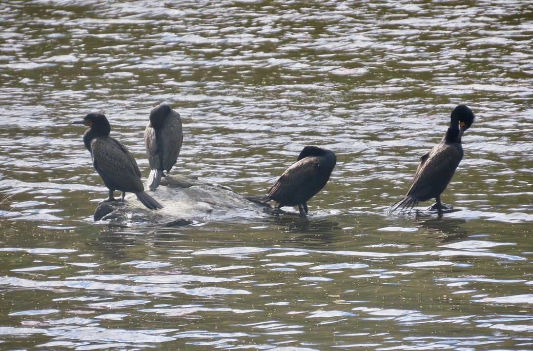 Double-crested Cormorant - ML634528538
