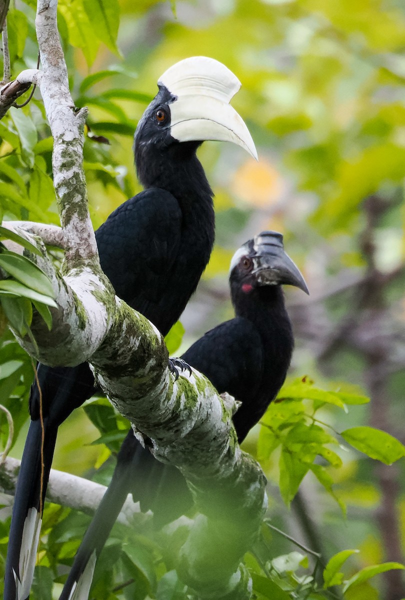 Black Hornbill - ML634528588