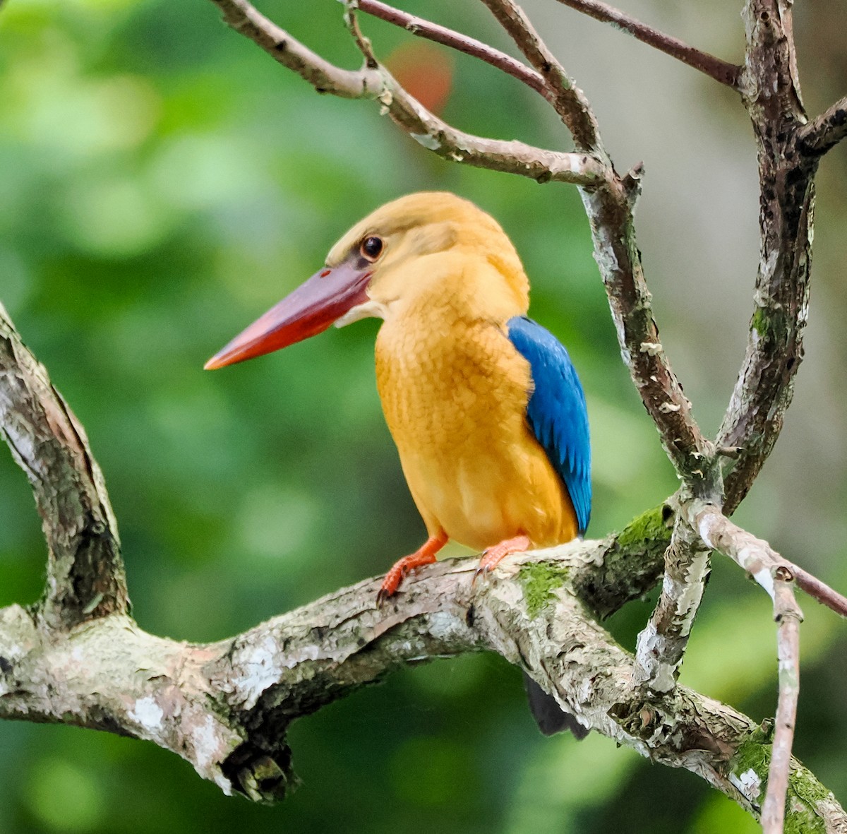 Stork-billed Kingfisher - ML634528657