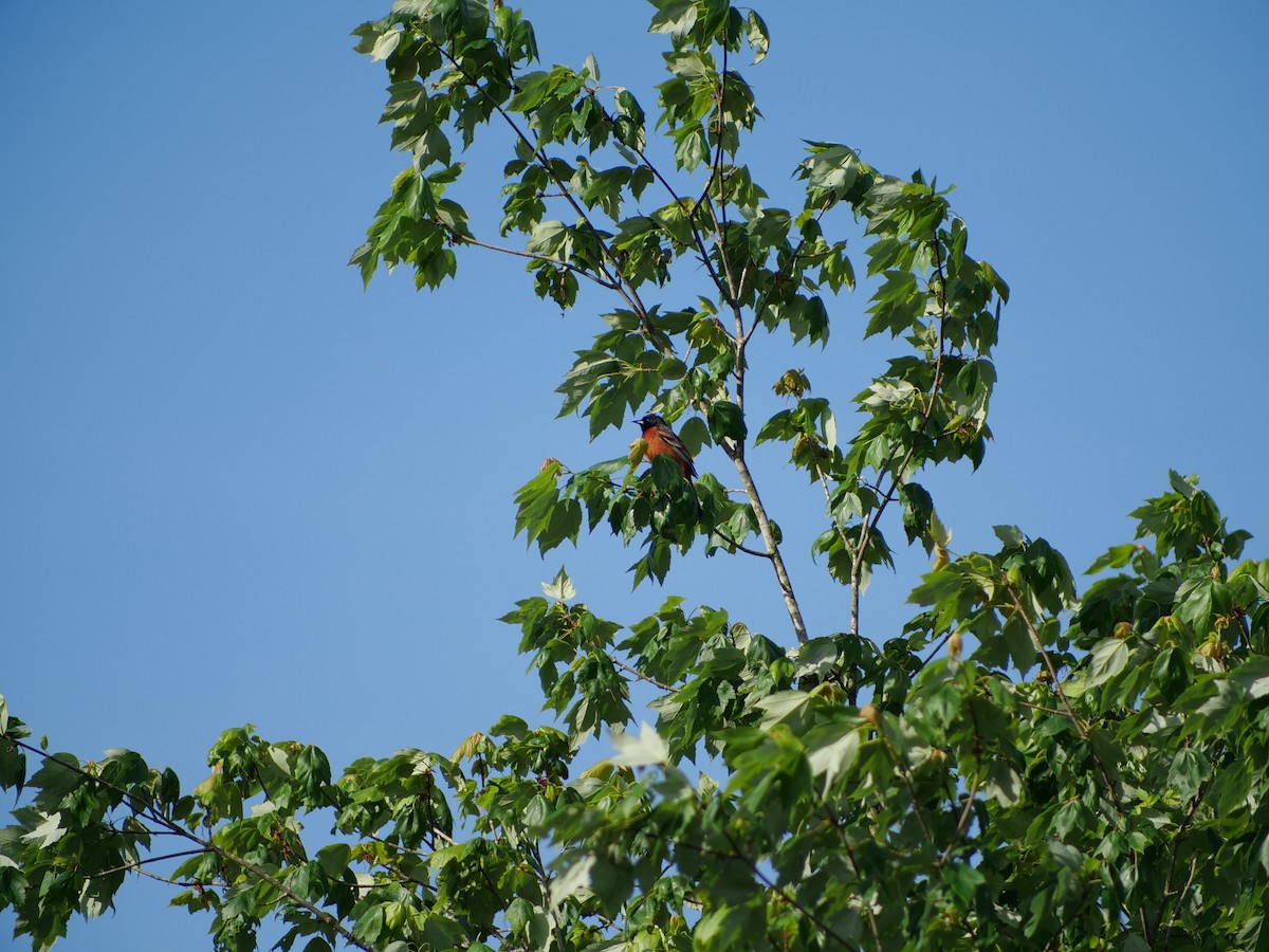 Orchard Oriole - ML634528690