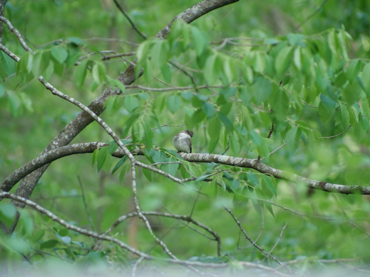 Eastern Phoebe - ML634528739