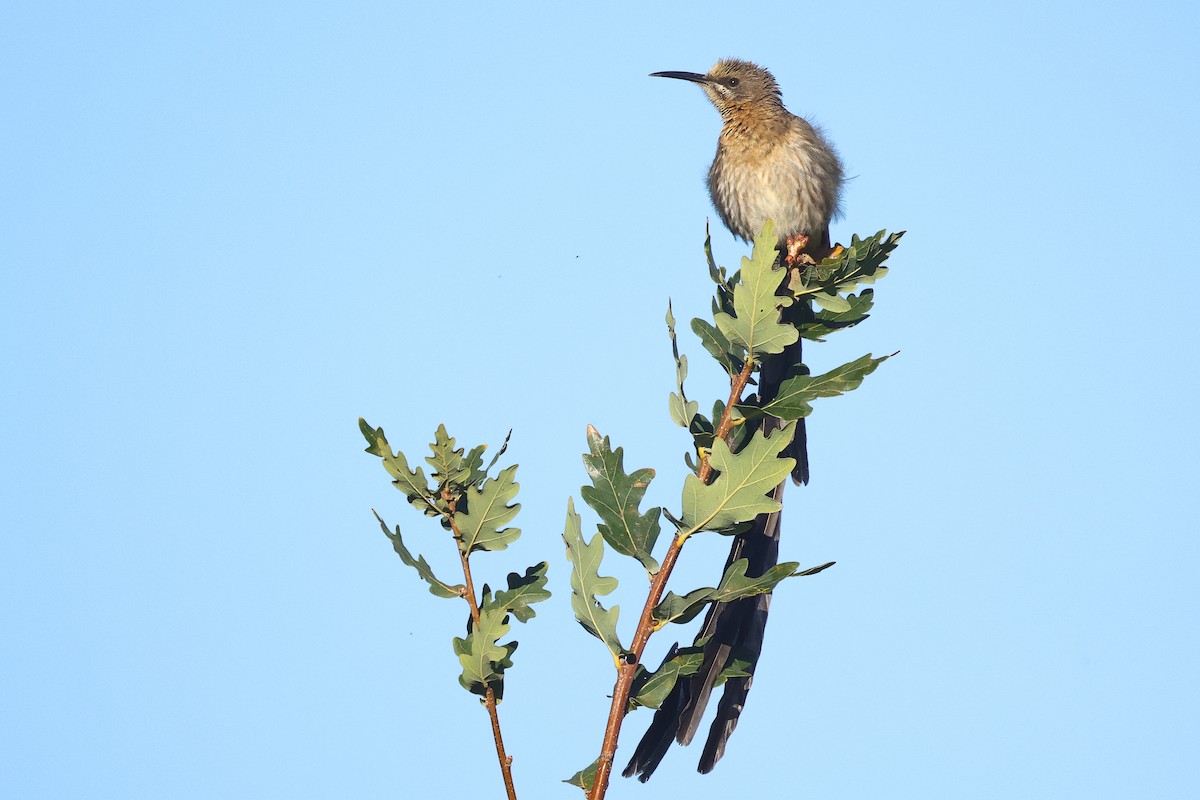 Cape Sugarbird - ML634528778