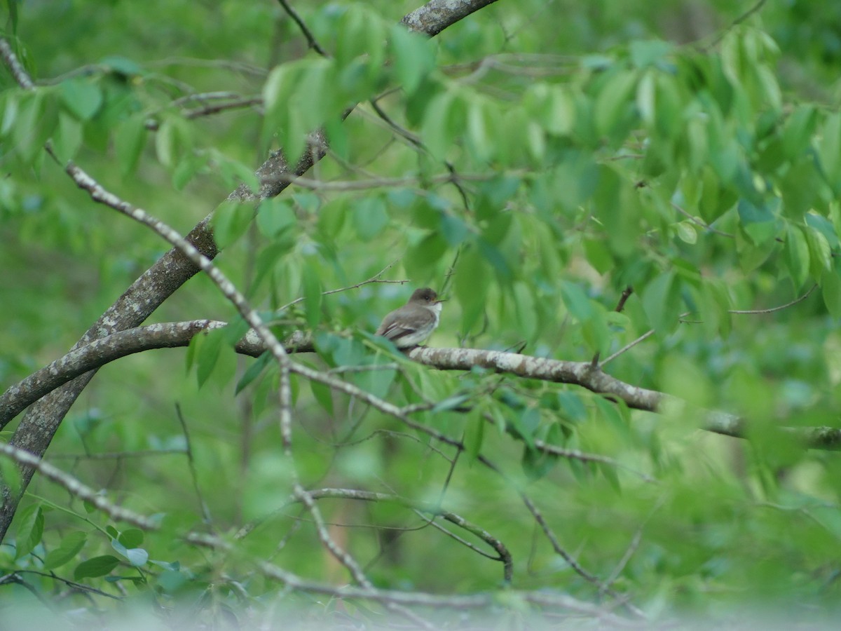 Eastern Phoebe - ML634528788