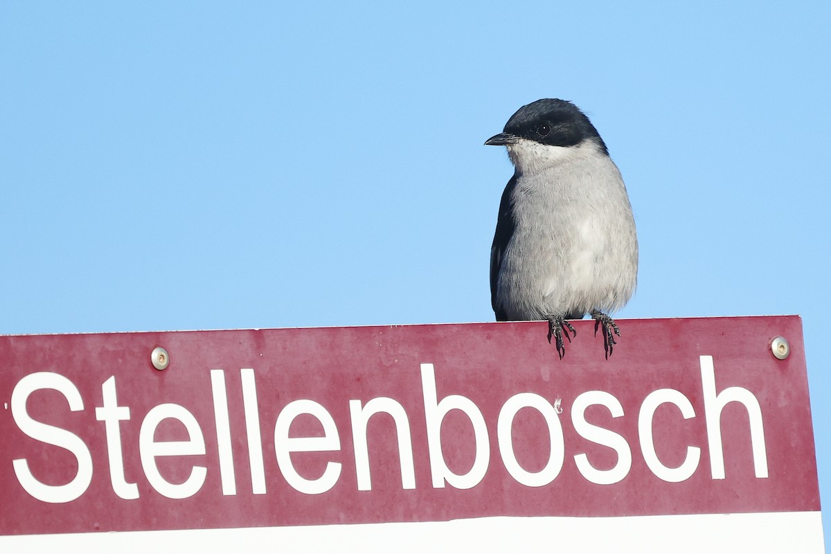 Fiscal Flycatcher - ML634528811