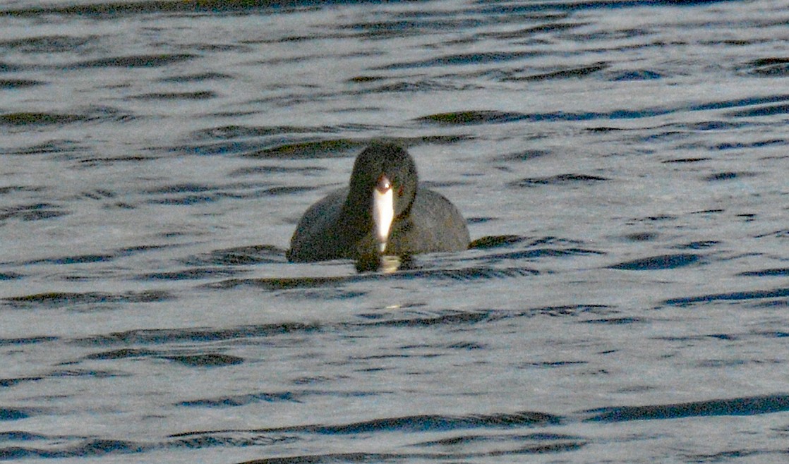 American Coot (Red-shielded) - ML634528857