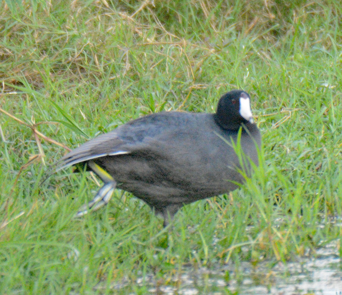 American Coot (Red-shielded) - ML634528858