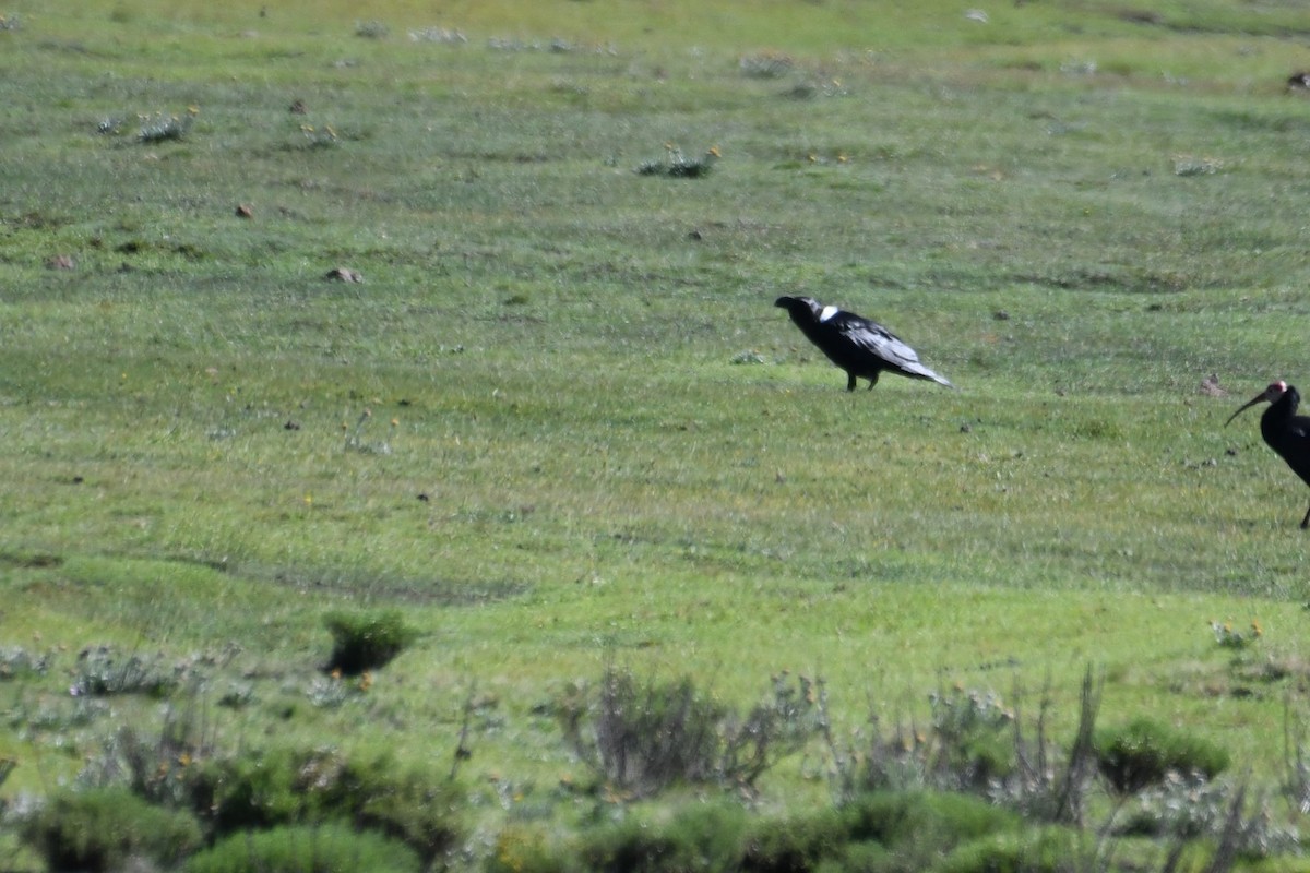 White-necked Raven - ML634528868