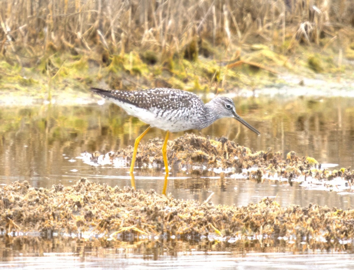 Lesser Yellowlegs - ML634529006
