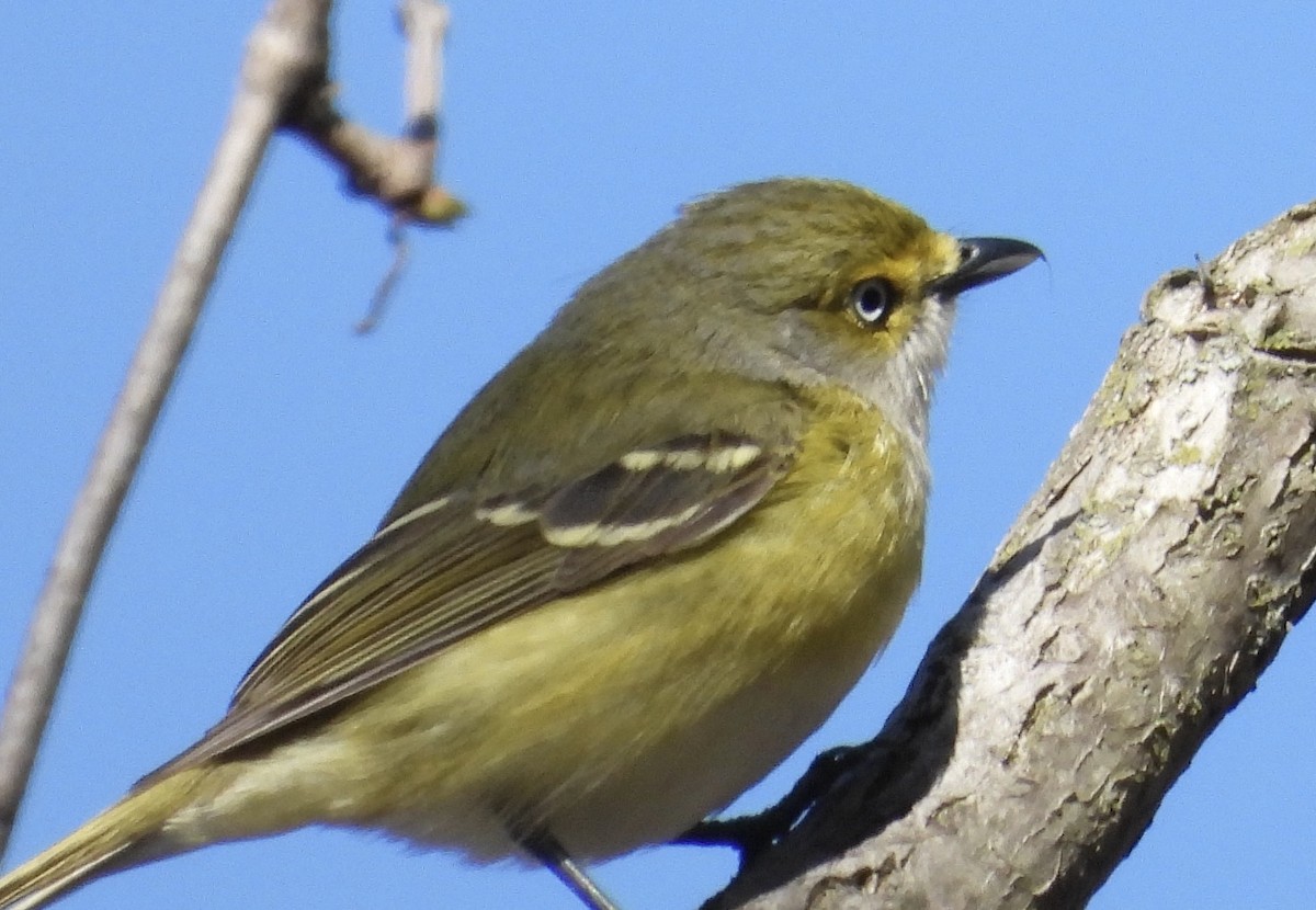 White-eyed Vireo - ML634529048