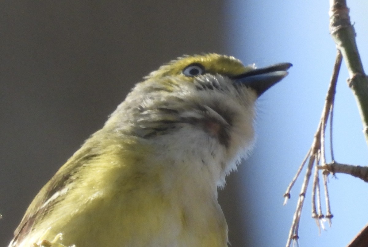 White-eyed Vireo - ML634529049
