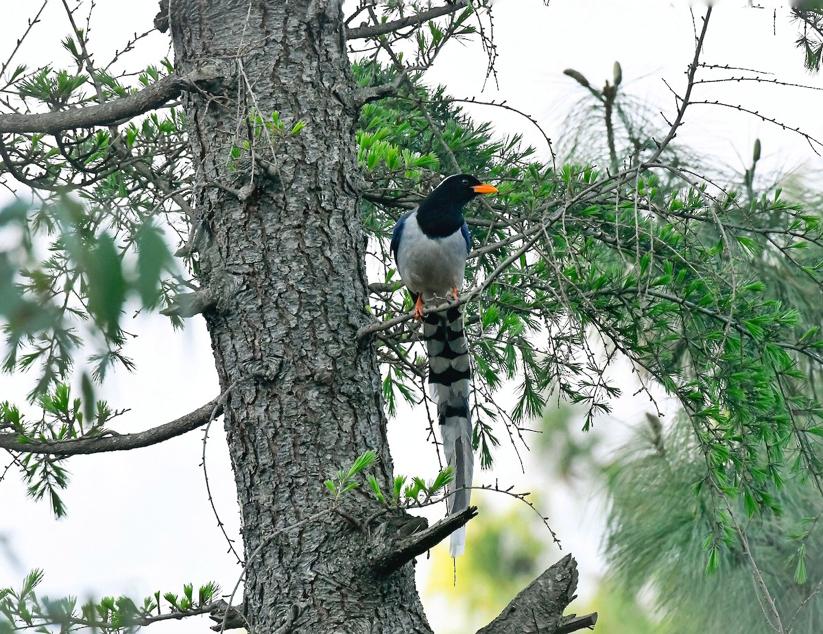 Red-billed Blue-Magpie - ML634529067