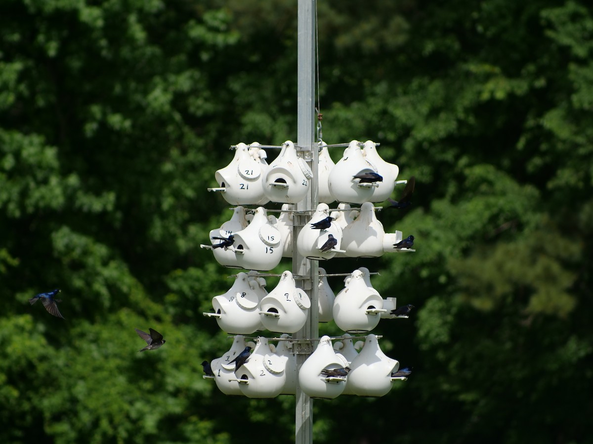 Purple Martin - ML634529115