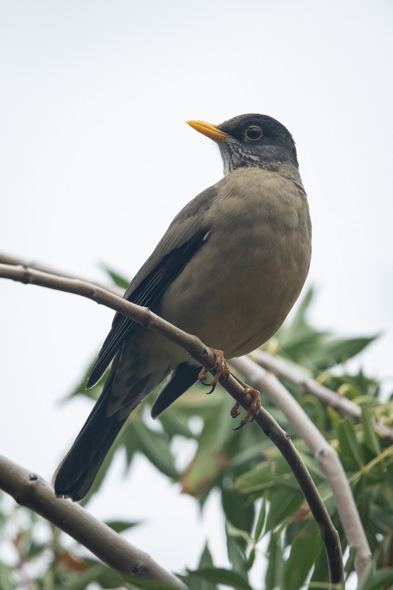 Austral Thrush (Magellan) - Ariel Cabrera Foix