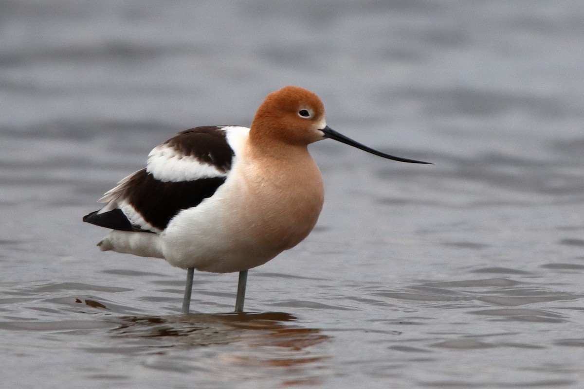 American Avocet - ML634529258