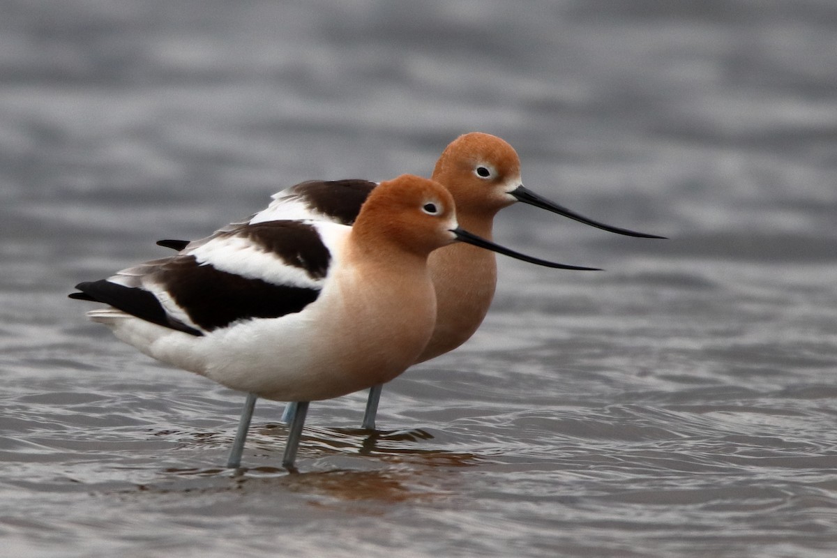 American Avocet - ML634529260