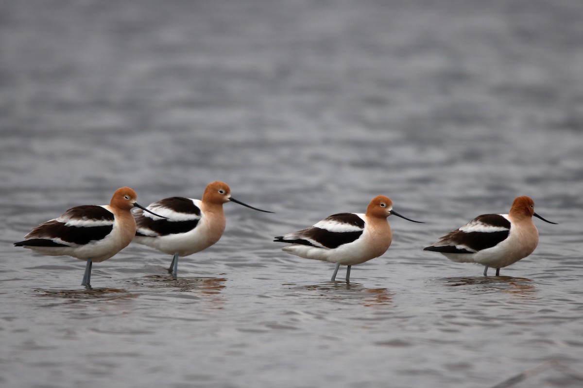 American Avocet - ML634529262
