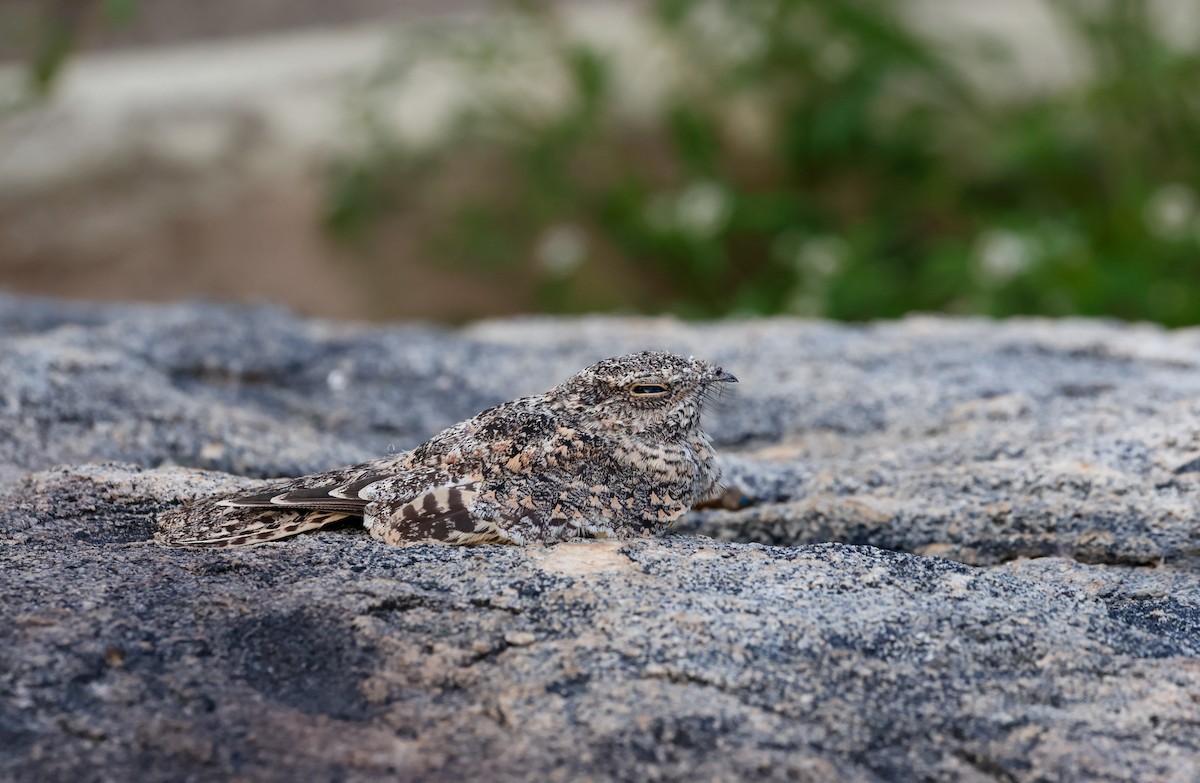 Pygmy Nightjar - ML634529474