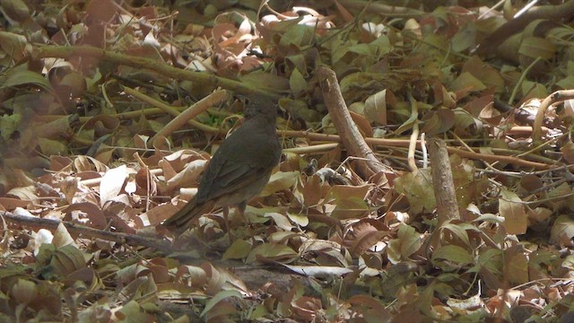 Hermit Thrush - ML634529775