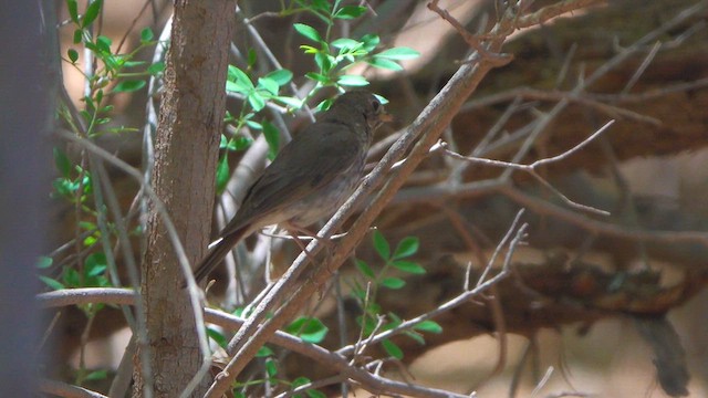 Hermit Thrush - ML634529796
