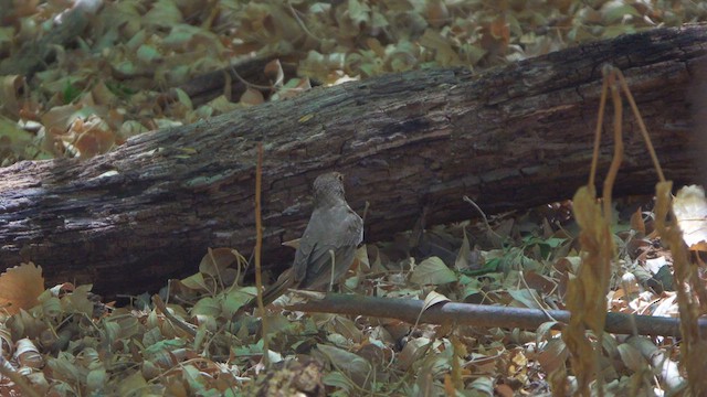 Hermit Thrush - ML634529821